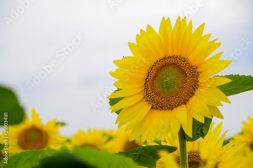 Close up of sunflower in bloom during summer season.