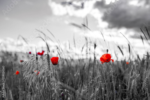 Red poppies on desaturated agricultural field close up shot, image for artistic natural background.
