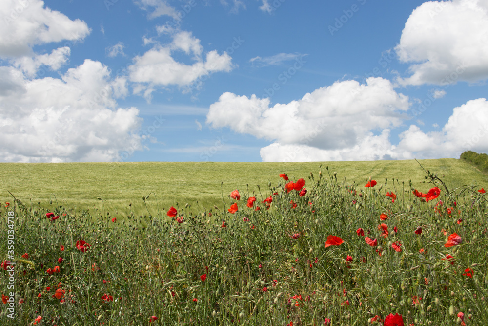 poppy field and blue sky
