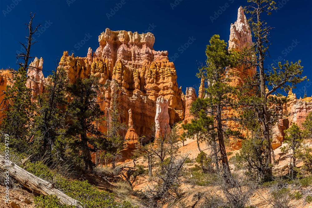 View through the tree line in Bryce Canyon, Utah