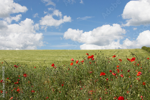 poppy field and blue sky