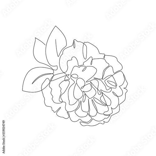 Peony flower in minimalistic style. Botanical print for poster, banner, card or label design. Line art vector illustration isolated on white background