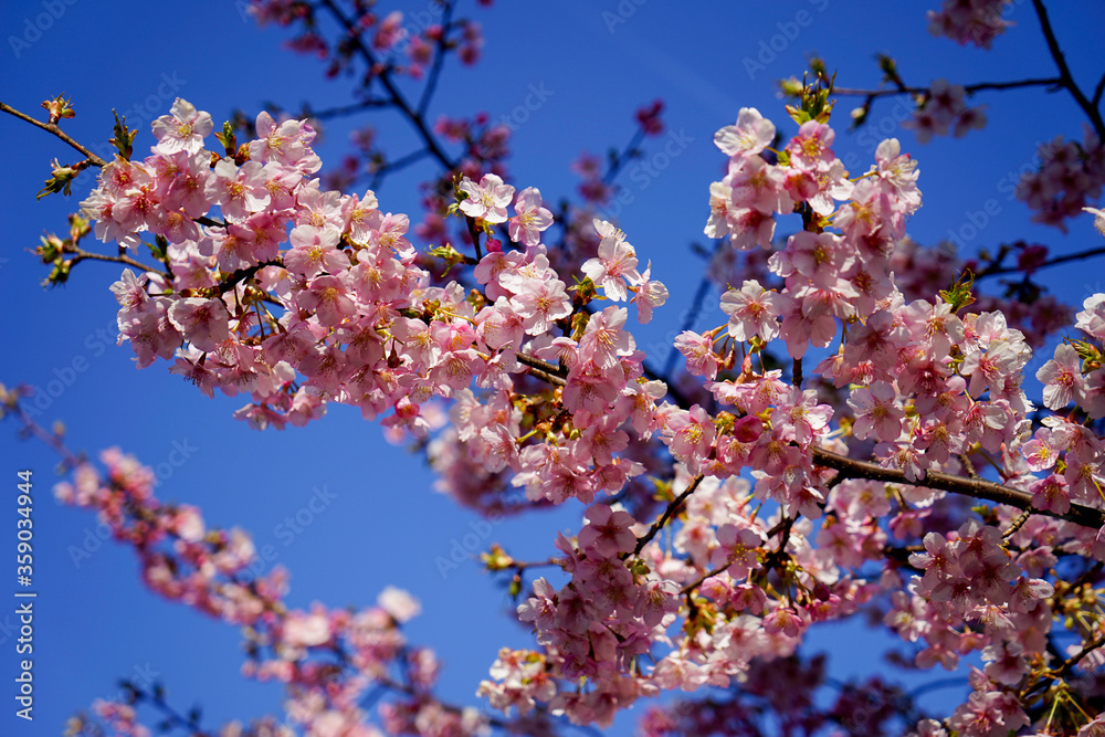 青空と河津桜の花 青空と河津桜の花