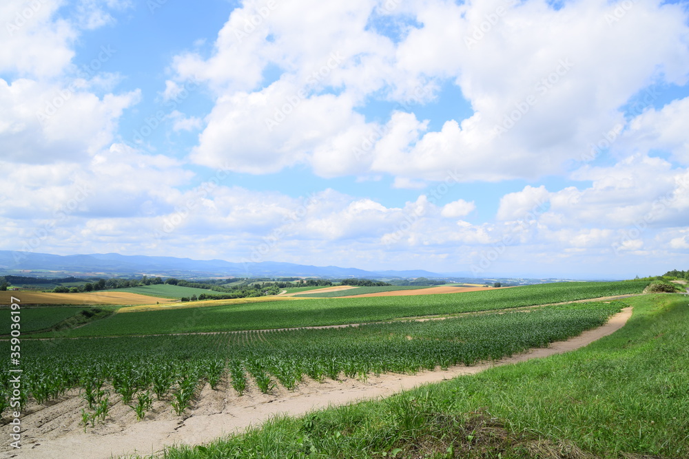 Landscape of farmland during summer season in rolling hill of Biei, Hokkaido, Japan.