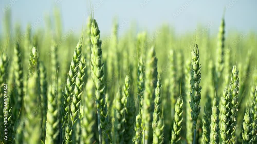 Close-up on young wheat ear. Green wheat field at sunny day. Fresh young wheat ear in the morning light stalk staggers in the wind. Juicy fresh ears of young green wheat Close-up on young wheat ear. Green wheat field at sunny day. Fresh young wheat ear in the morning light stalk staggers in the wind. Juicy fresh ears of young green wheat