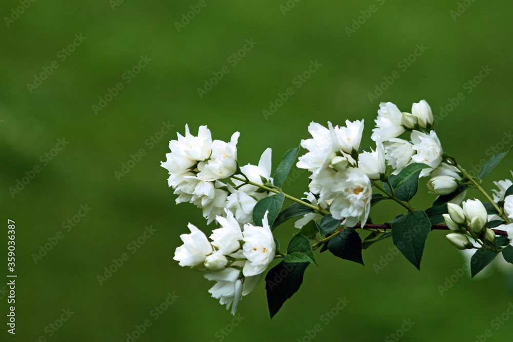 Bush branch with white flowers of jasmine.