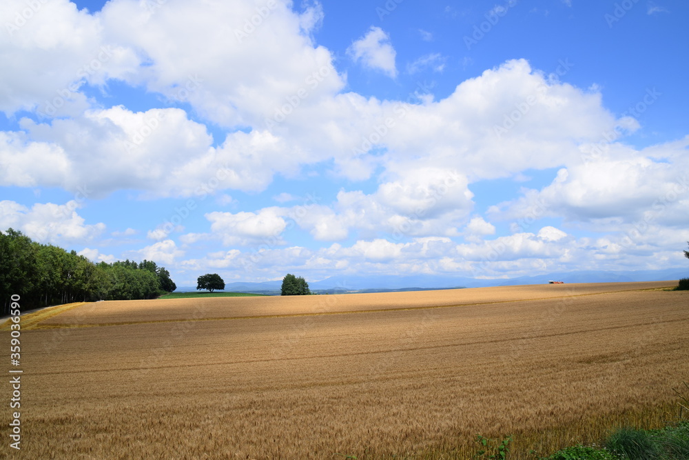 Golden wheat farmland against blue sky during summer season in Biei, Hokkaido, Japan.