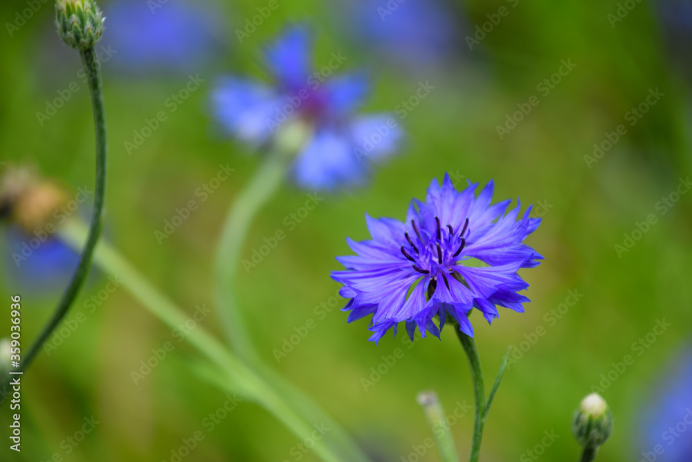 Close up of blue cornflower in bloom during summer season. Close up of blue cornflower in bloom during summer season.