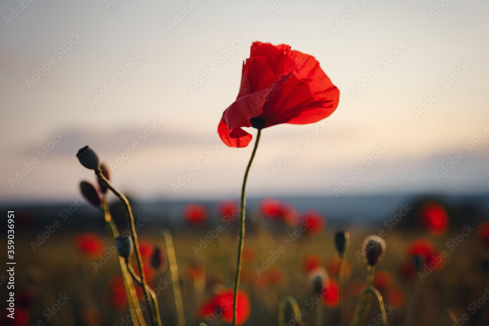 Obraz premium beautiful wild poppies at sunset in the field, close up