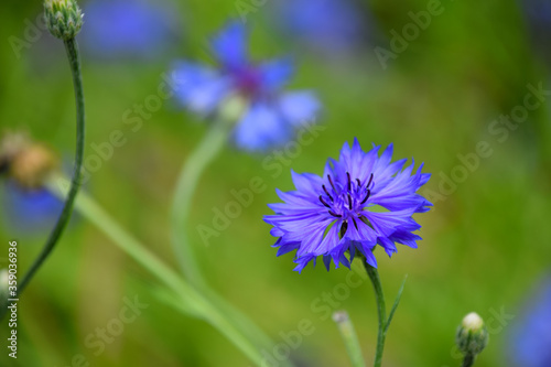 Close up of blue cornflower in bloom during summer season.