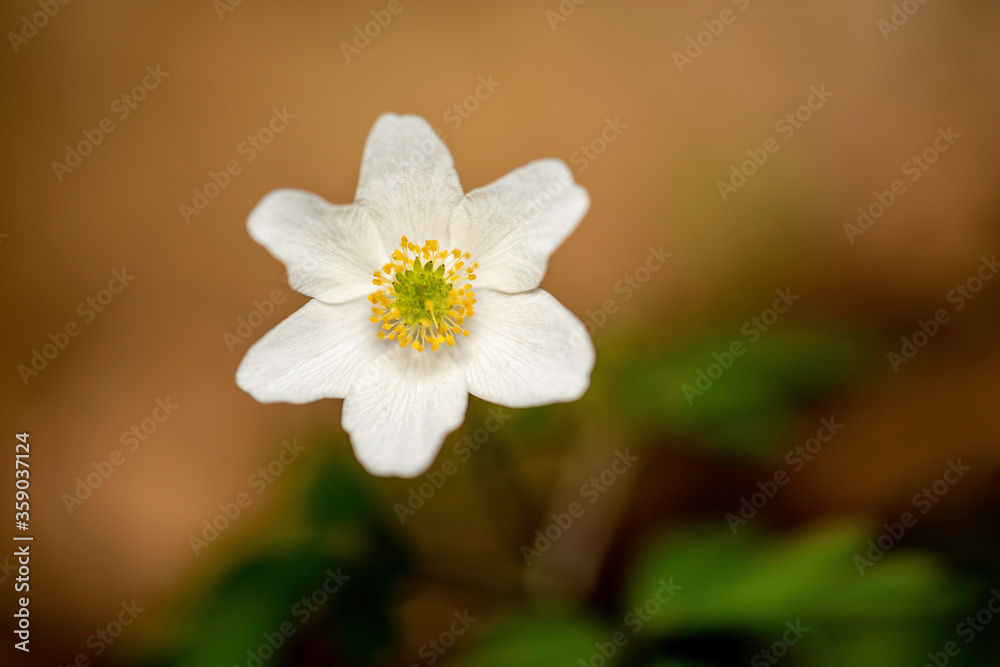 thimbleweed or windflower also known as wood anemone - Anemone nemorosa in natural habitat. thimbleweed or windflower also known as wood anemone - Anemone nemorosa in natural habitat.