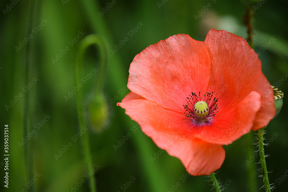 Close up of poppy flower in bloom during summer season. Close up of poppy flower in bloom during summer season.