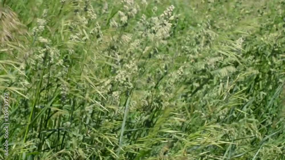 wind swaying grass in the field wind swaying grass in the field