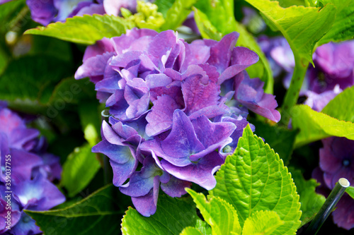 blaue Hortensie  Nahaufnahme