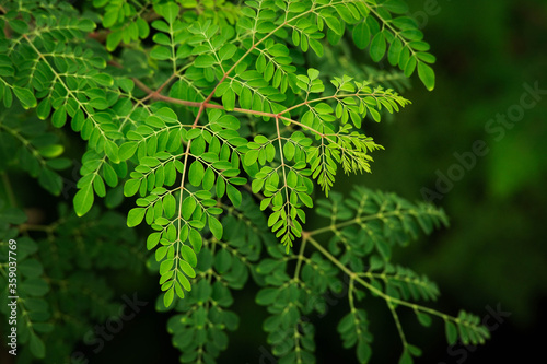 Moringa Leaves closeup background photo