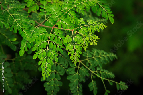 Moringa Leaves closeup background