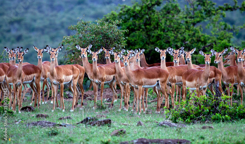 Impala group photo
