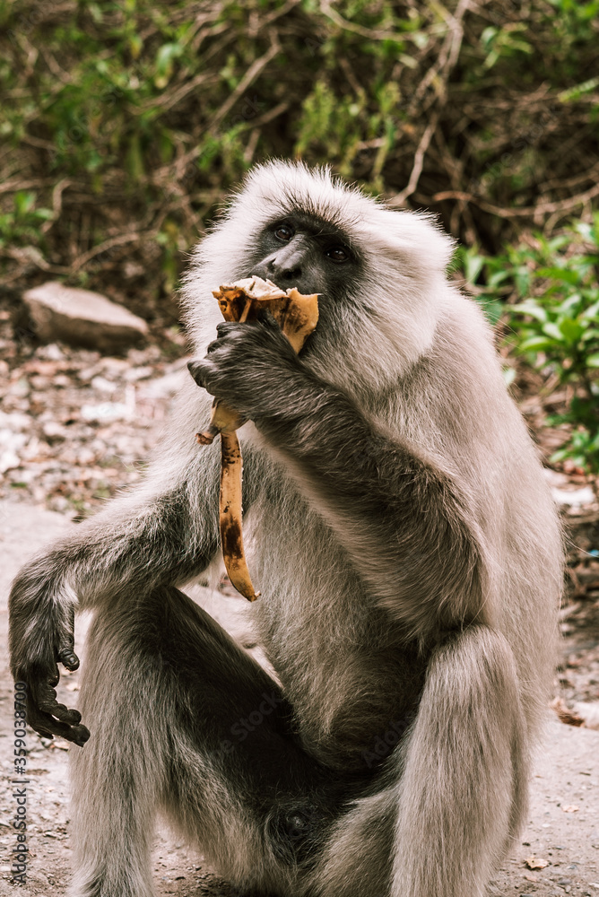 Obraz premium big gray monkey eating a ripe banana on the street 1