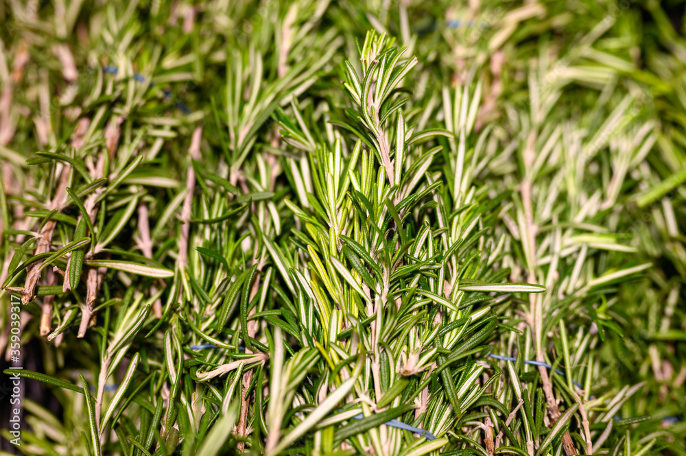 rosemary bunches of aromatic herbs cooking seasoning close up rosemary bunches of aromatic herbs cooking seasoning close up