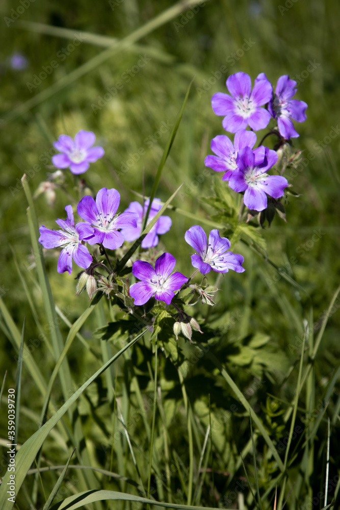 purple flowers in the field