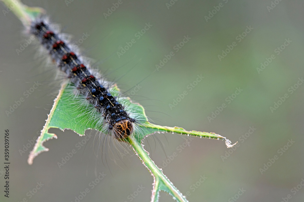 Raupe des Schwammspinner s ( Lymantria dispar ). Raupe des Schwammspinner s ( Lymantria dispar ).