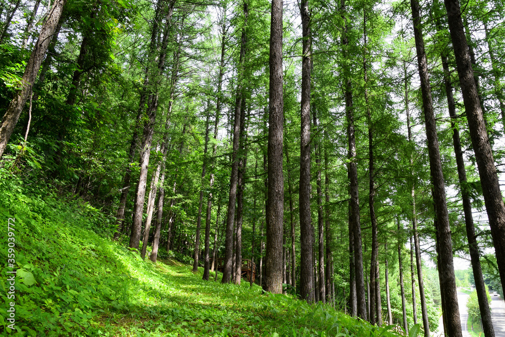 Fototapeta premium Landscape of conifer forest during summer season in Nakarufano, Hokkaido, Japan.