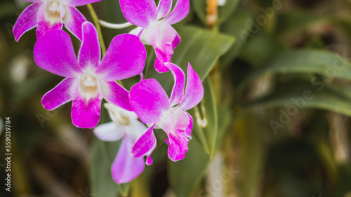 Close up pink violet orchid flower. Beautiful orchid flower blossoming on green nature spring garden flowers colorful plant and bokeh