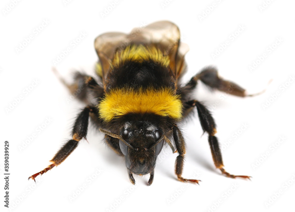 Bumblebee, Bombus terrestris, buff-tailed bumblebee isolated on white background Bumblebee, Bombus terrestris, buff-tailed bumblebee isolated on white background