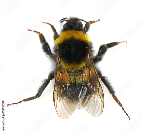 Obraz na płótnie Bumblebee, Bombus terrestris, buff-tailed bumblebee  isolated on white backgroun
