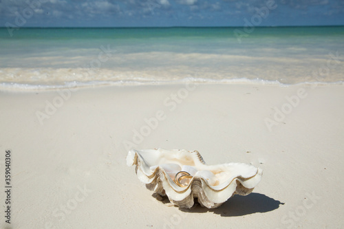 Wedding rings in a shell on a beach
