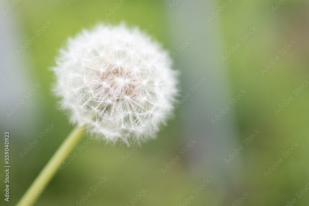 Dandelion on a green background. Image of a white dandelion flower. Closeup Dandelion on a green background. Image of a white dandelion flower. Closeup