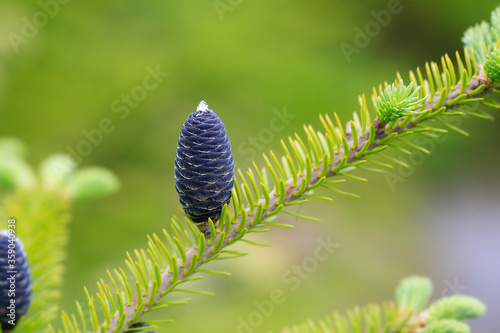 Detail Fir cone on the tree as a green background. close up. Copy space for description or text.