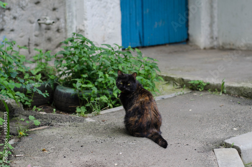 Yard cat walks along the street. Street cat.