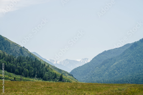 Wallpaper Mural Wonderful alpine landscape with big snowy mountains, giant mountainside with conifer forest and green meadow. Big glacier on rocky ridge in distance in haze. Beautiful scenery of highland nature. Torontodigital.ca