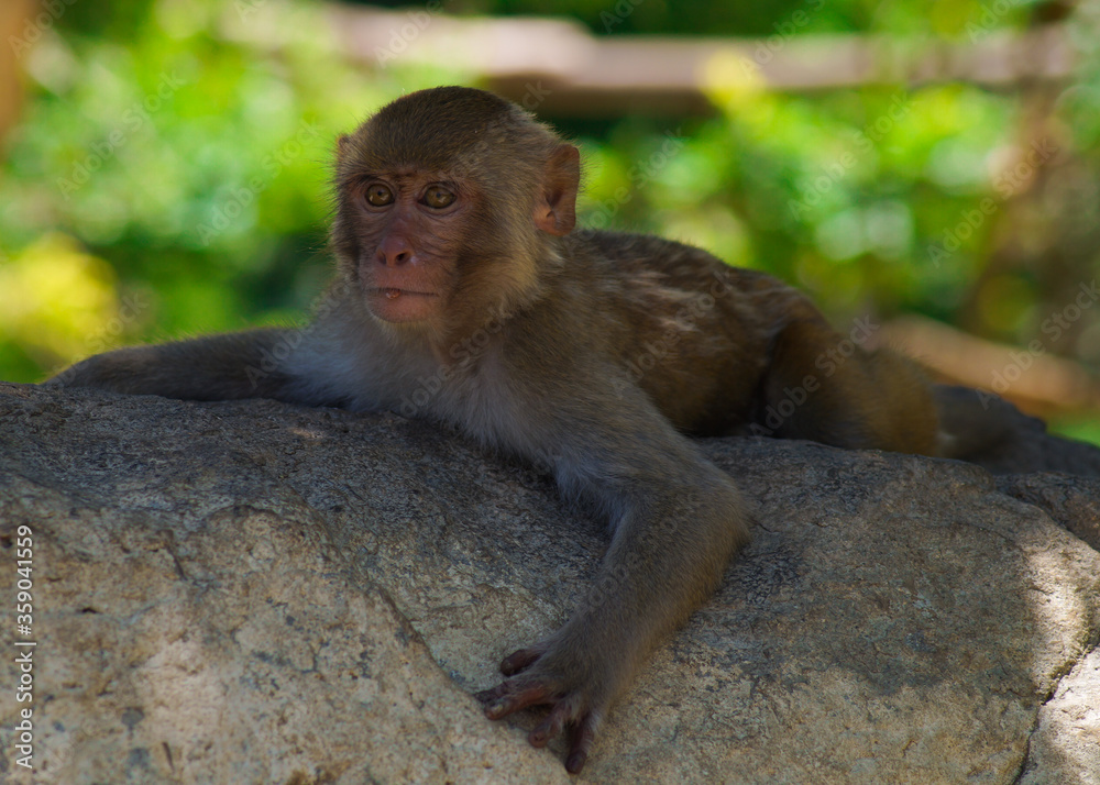 Fototapeta premium A macaque monkey is lying on a tree and looking away