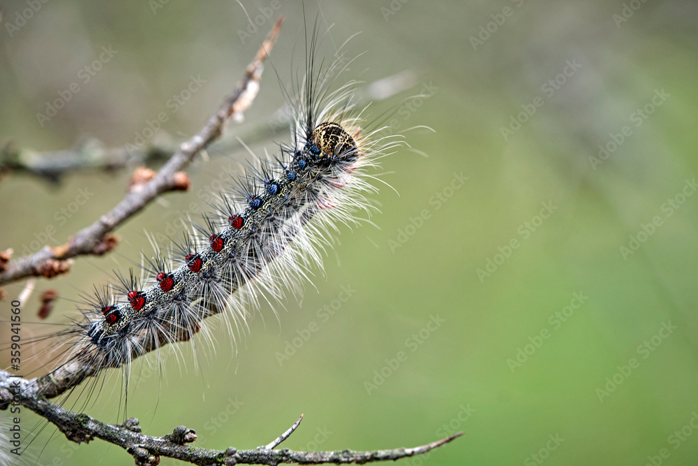 Raupe des Schwammspinner s ( Lymantria dispar ).