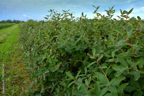 plantacja jagody kamczackiej photo