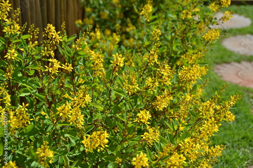 Tristellateia australasiae A. Rich. flower. photo