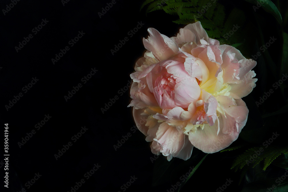 pink peony flowers in the dark background pink peony flowers in the dark background