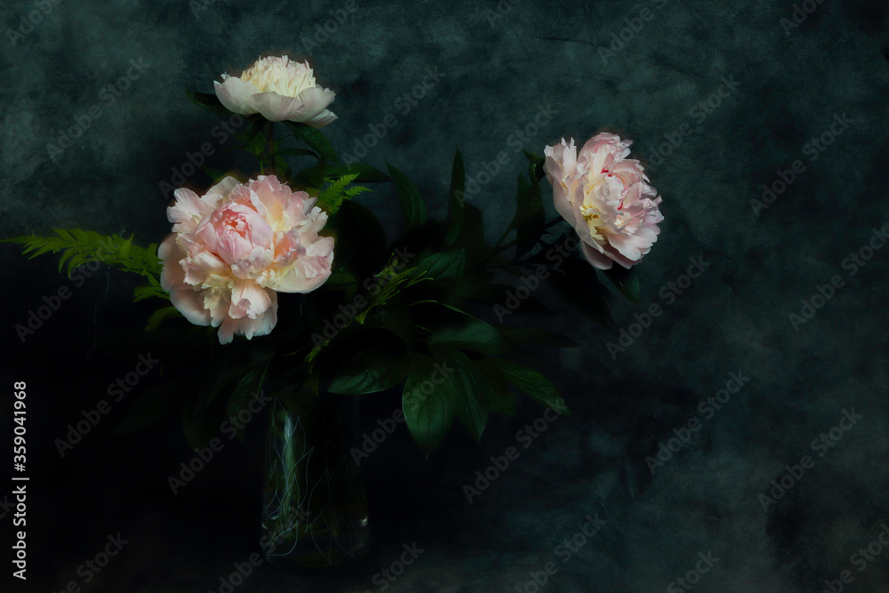 Obraz premium pink peony flowers in the dark background