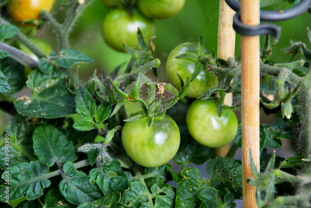 Gartenbau auf Balkon und Terrasse: Tomatenpflanze mit grünen Tomaten, grüne Kirschtomate, Tomatenzucht, Nahaufnahme Gartenbau auf Balkon und Terrasse: Tomatenpflanze mit grünen Tomaten, grüne Kirschtomate, Tomatenzucht, Nahaufnahme