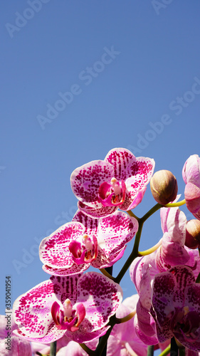Phalaenopsis orchid flower plant close up detail in white and purple marbled
