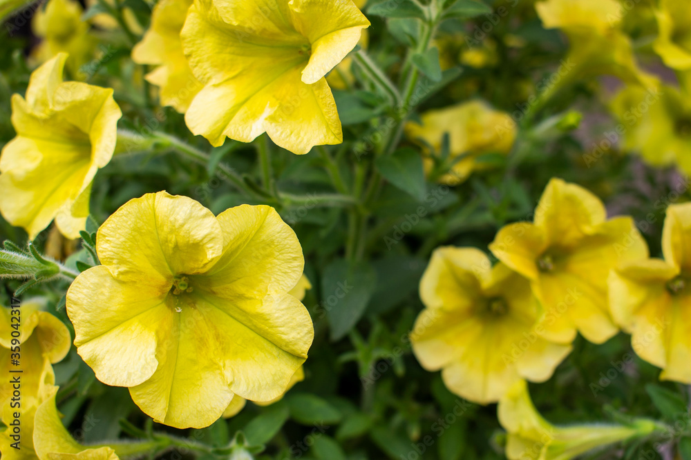 Bright yellow petunia flowers in flower pot in the garden Bright yellow petunia flowers in flower pot in the garden