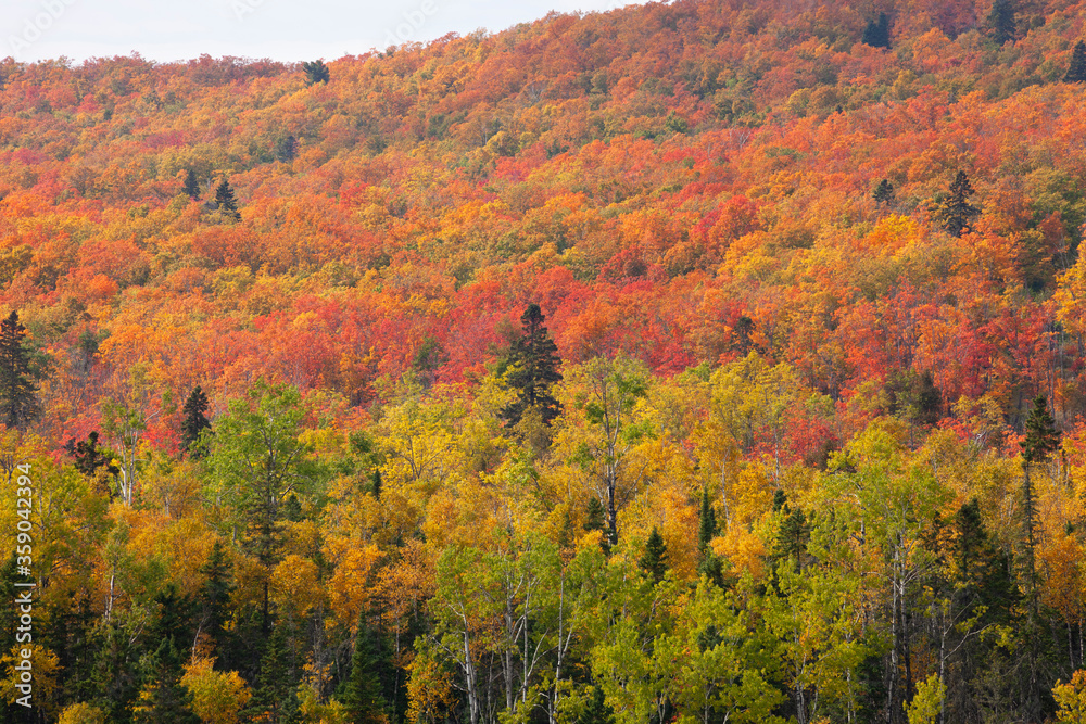 Northern Minnesota hillside ablaze with trees in fall color