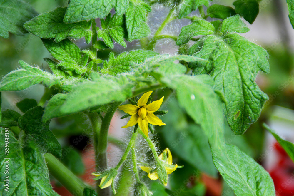 junge Tomatenpflanze mit gelben Blüten, Nahaufnahme, Tomatenzucht im ... junge Tomatenpflanze mit gelben Blüten, Nahaufnahme, Tomatenzucht im ...