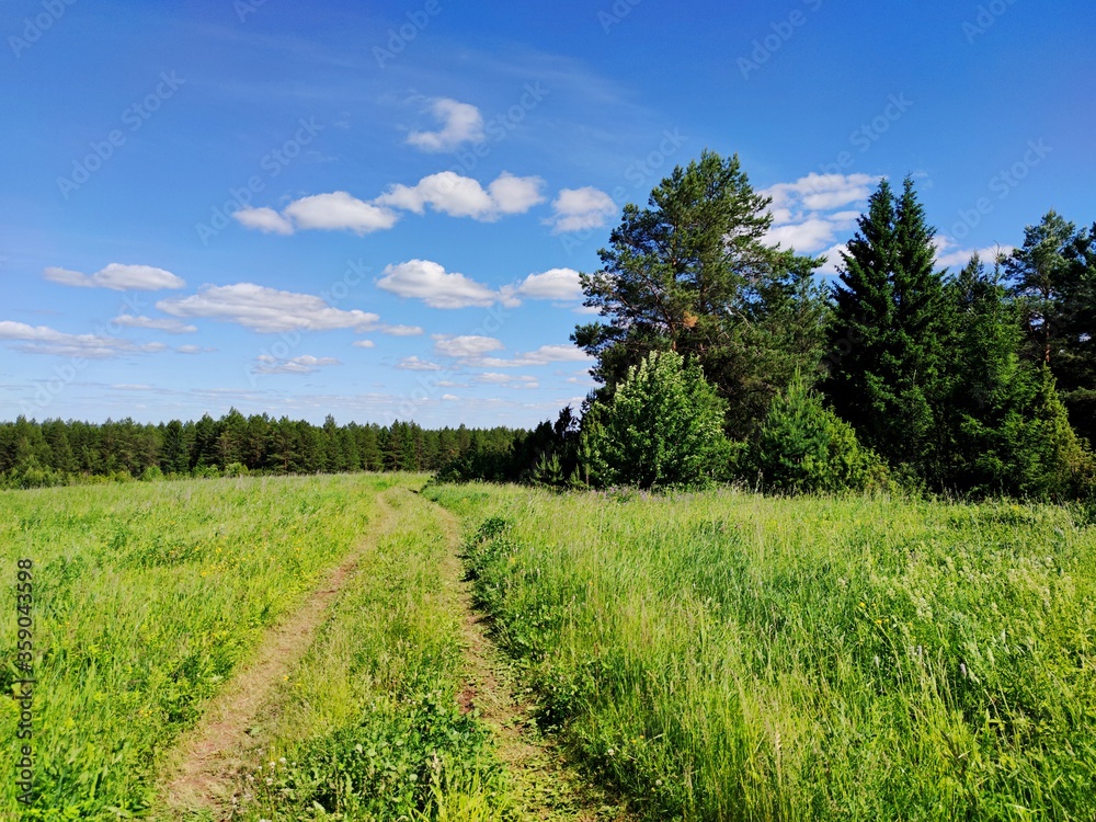 road in a field of grass near green pines against a blue sky with clouds