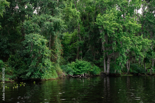 river in the forest