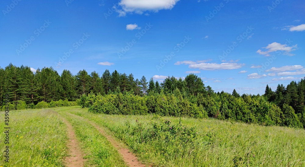 beautiful panoramic landscape in a field with a winding country road near a forest against a blue sky on a sunny day