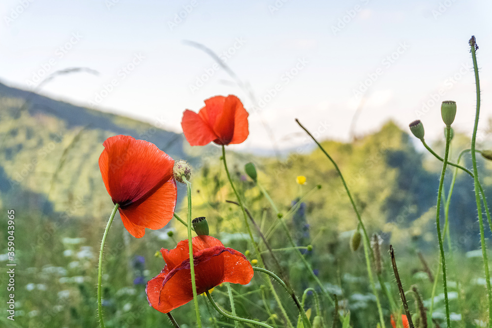 Fototapeta premium Flowers Red poppies blossom on wild field. Beautiful field red poppies with selective focus. Red poppies in soft light. Opium poppy. Natural drugs. Glade of red poppies. Lonely poppy. Soft focus blur