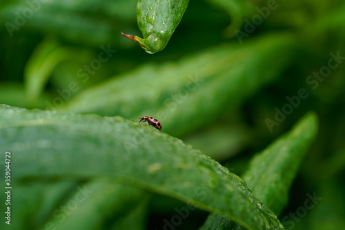 Macro image of a ladybug on a bright green plant. Side view of the bug.